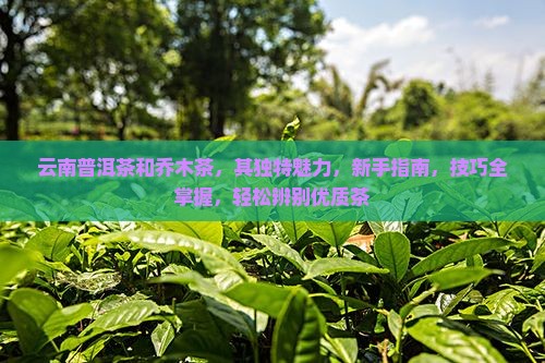 云南普洱茶和乔木茶