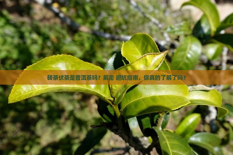 砖茶伏茶是普洱茶吗