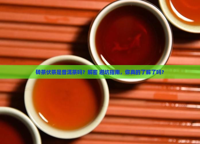 砖茶伏茶是普洱茶吗