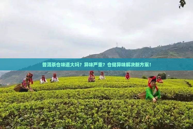 普洱茶仓味道大吗 普洱茶仓味道大吗