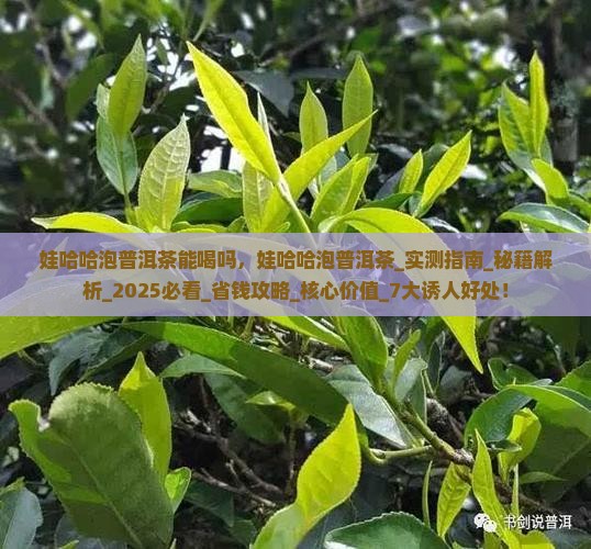 娃哈哈泡普洱茶能喝吗