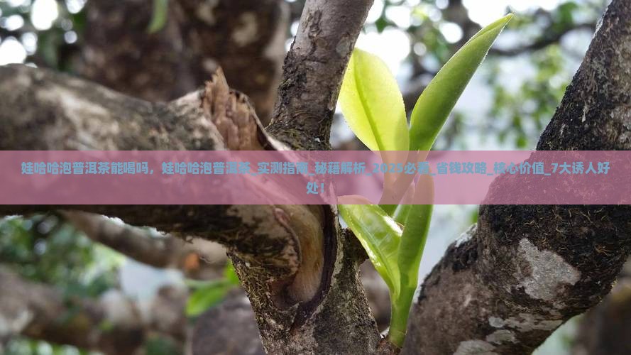 娃哈哈泡普洱茶能喝吗