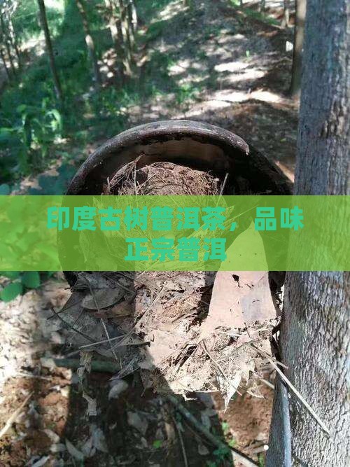 印度古树普洱茶