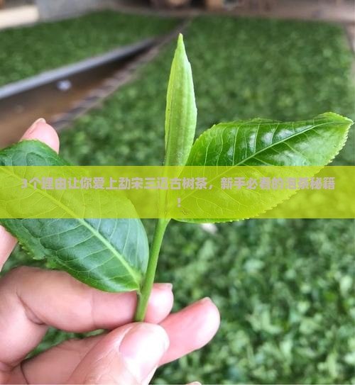 勐宋三迈古树茶