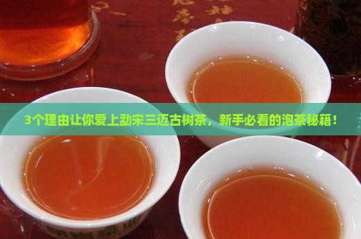 勐宋三迈古树茶
