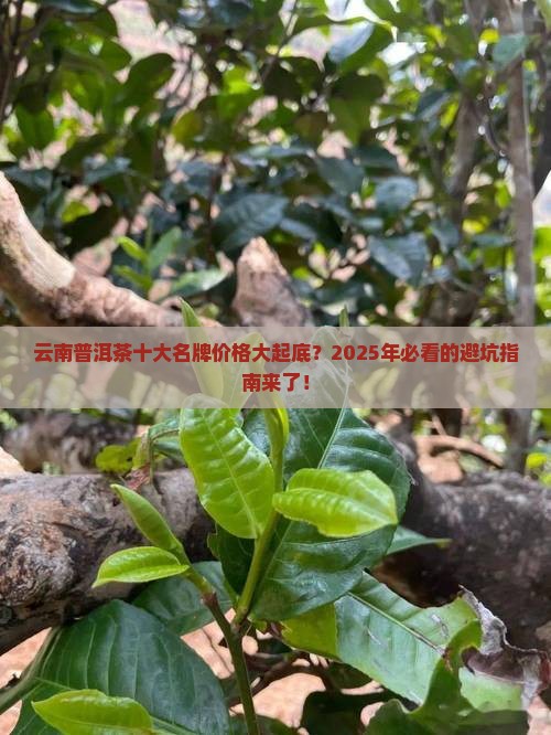 云南普洱茶十大名牌价格是多少