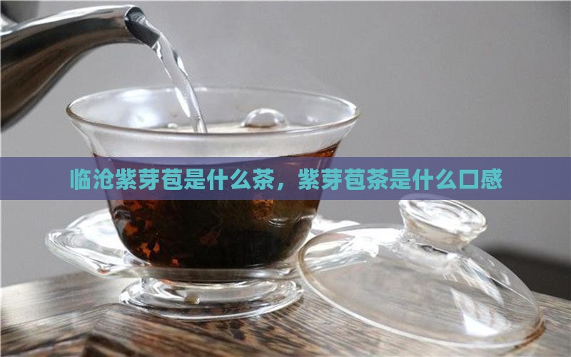 临沧紫芽苞是什么茶