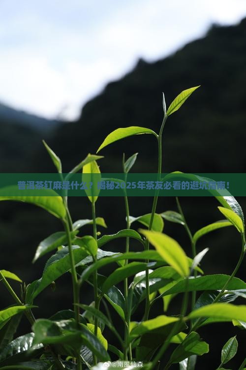普洱茶钉麻是什么
