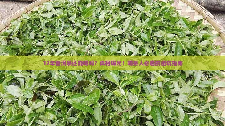 存放了12年的普洱茶还能喝吗