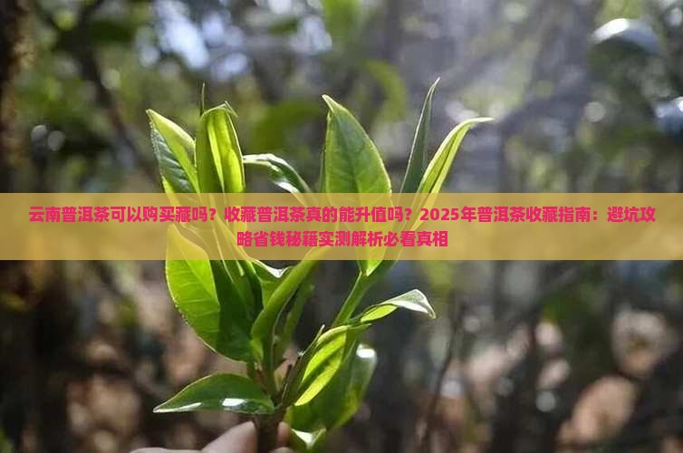 云南普洱茶可以购买藏吗吗