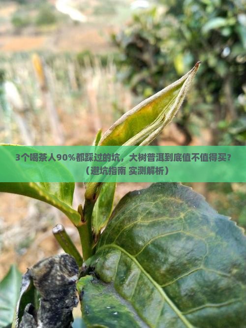 有一个普洱茶印着大树