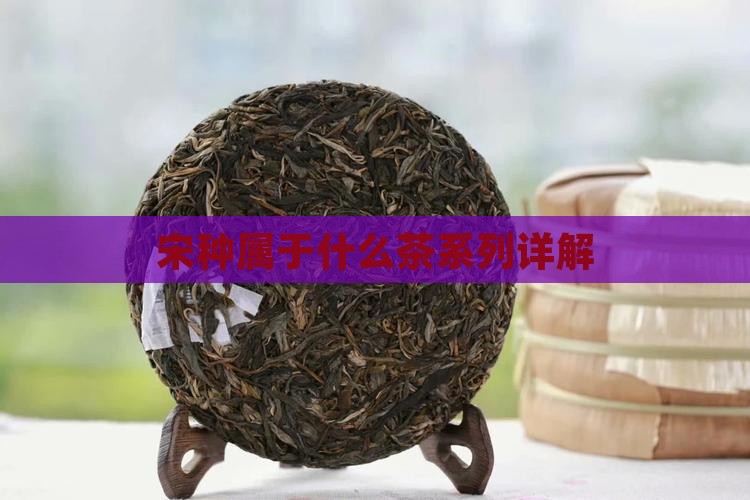 宋种属于什么茶