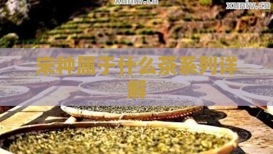 宋种属于什么茶