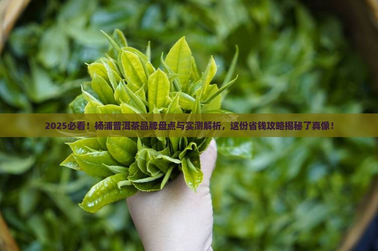 杨浦普洱茶品牌排行前十