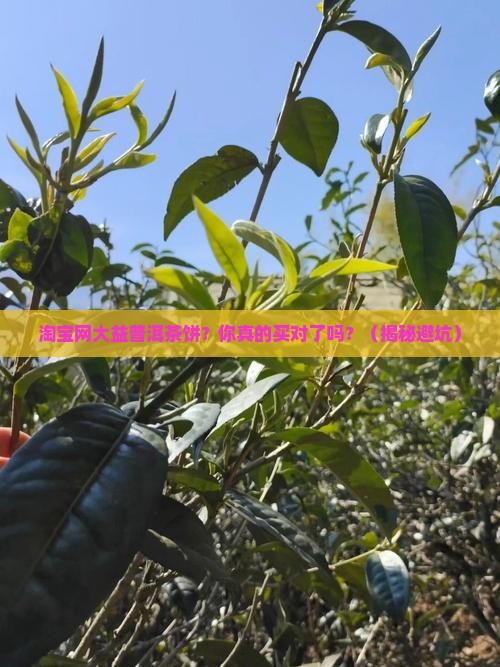 淘宝网大益普洱茶饼