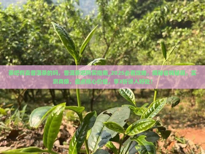 茶吧有卖普洱茶的吗