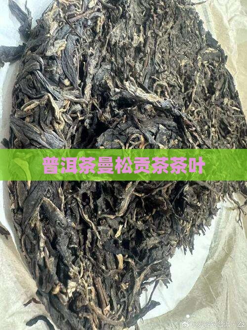 内版纳勐腊县曼松普洱茶
