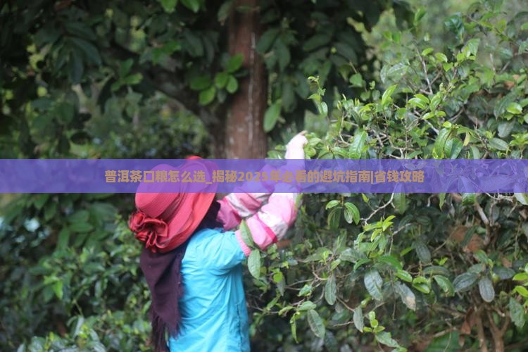 普洱茶口粮怎么选
