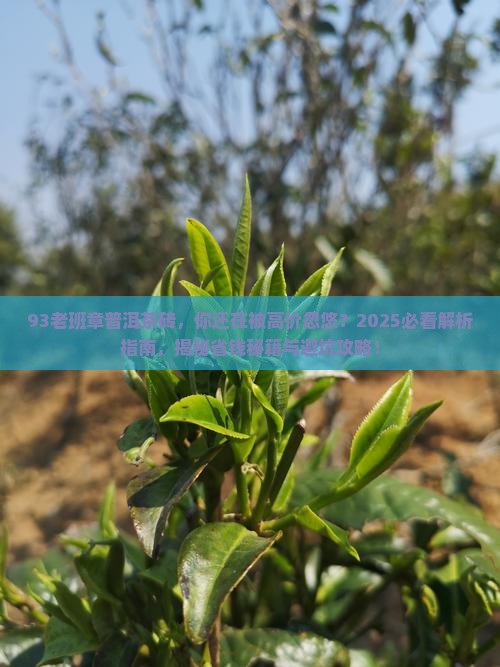 93老班章普洱茶砖