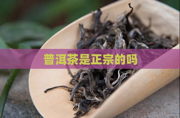 普洱茶是正宗的吗