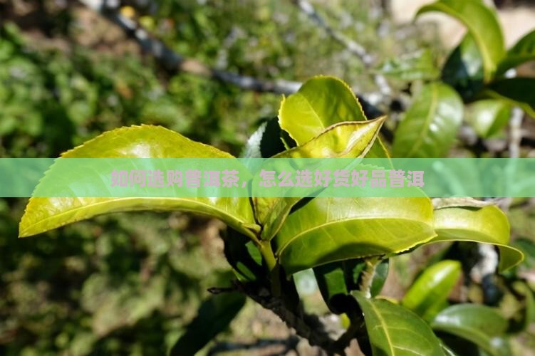 普洱茶批发怎么选好货好品