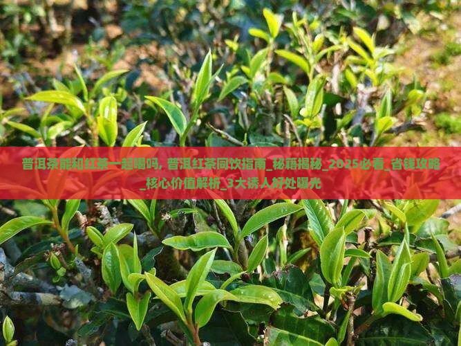 普洱茶能和红茶一起喝吗