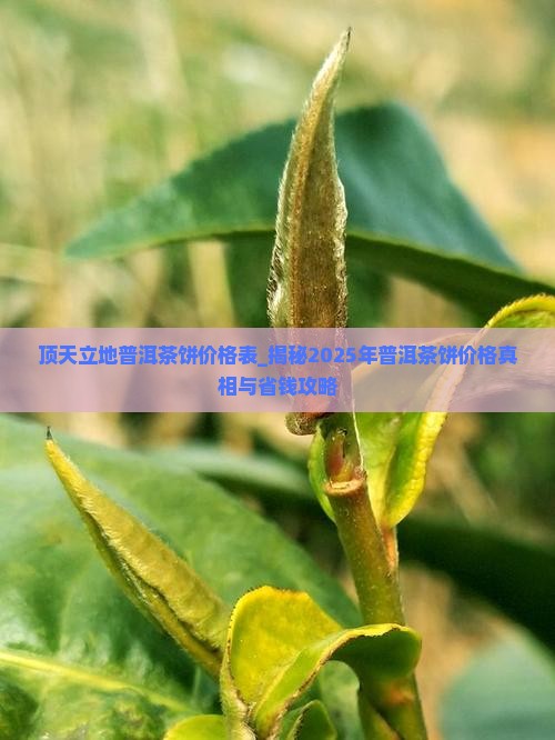 顶天立地普洱茶饼价格表