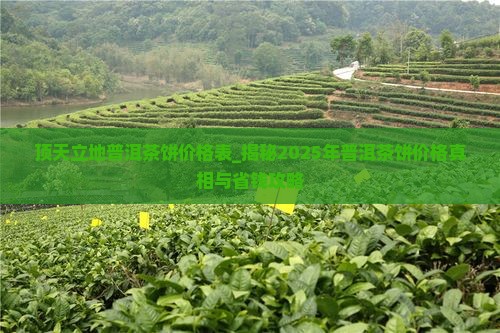 顶天立地普洱茶饼价格表