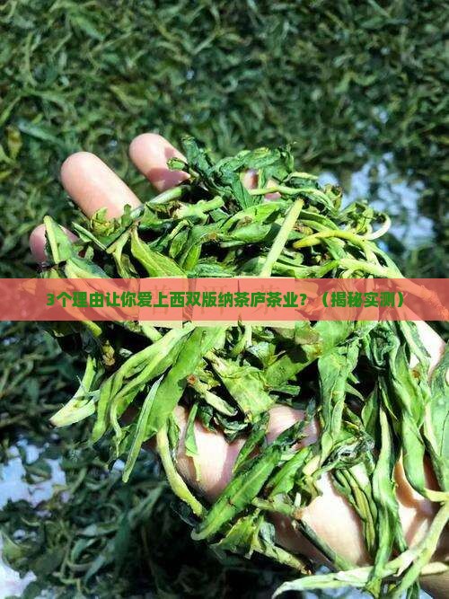 西双版纳茶庐茶业