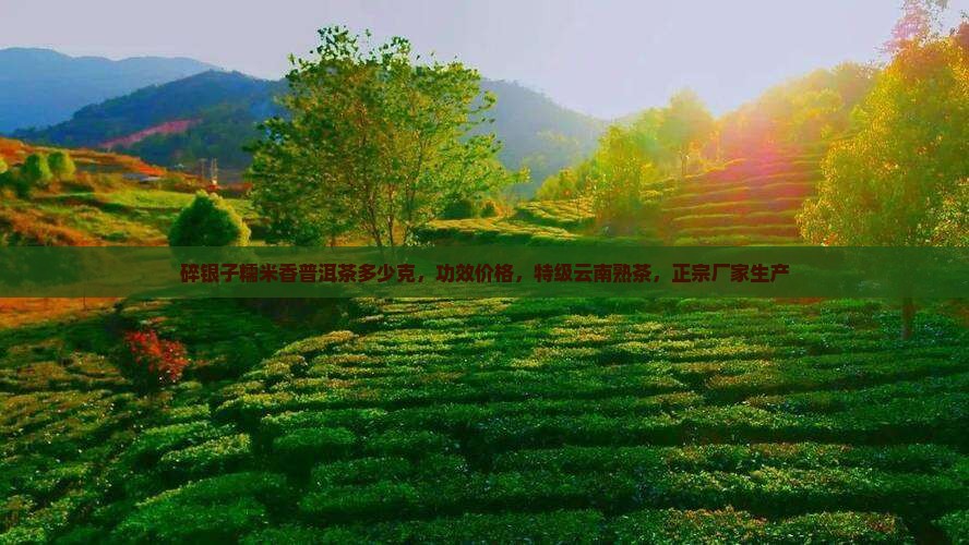 碎银子糯米香普洱茶多少克
