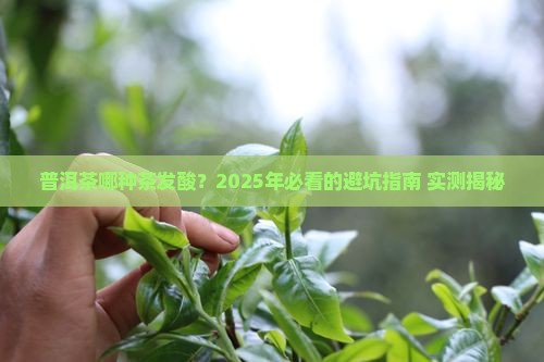 普洱茶哪种茶发酸