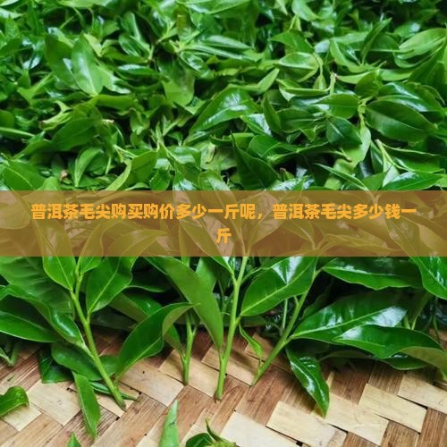 普洱茶毛尖购买购价多少一斤