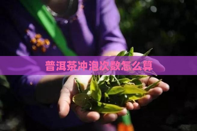 普洱茶泡数怎么算法