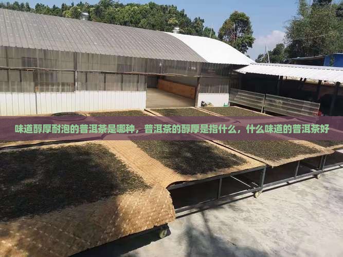 味道醇厚耐泡的普洱茶是哪种