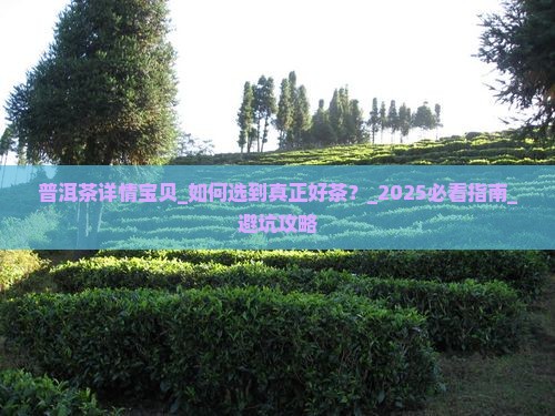 普洱茶详情宝贝