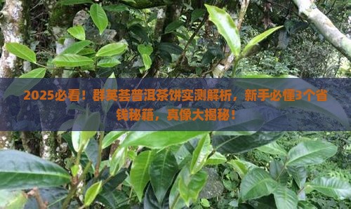 群英荟普洱茶饼
