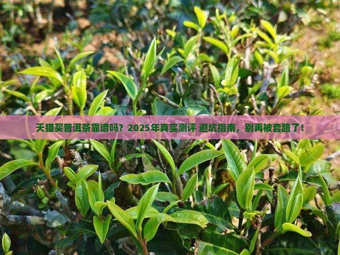 天猫买普洱茶是否靠谱