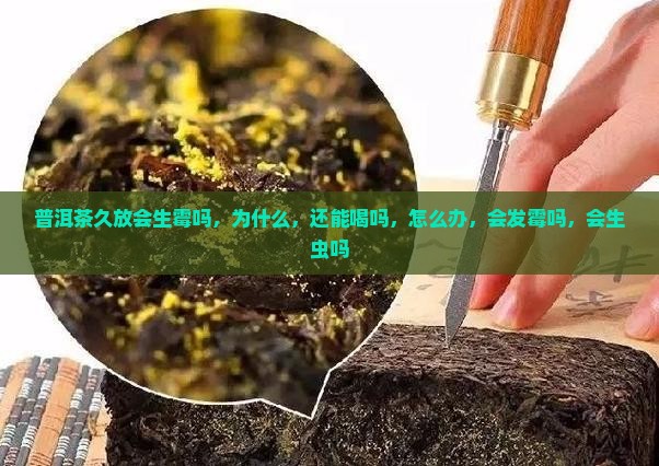 普洱茶久放会生霉吗