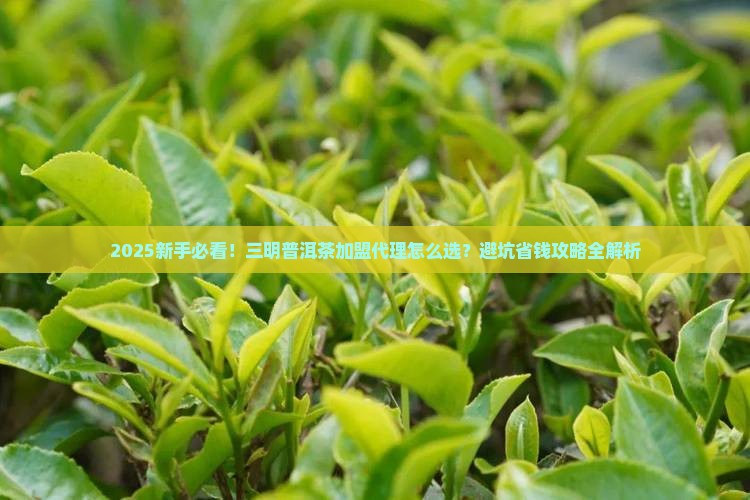 三明普洱茶怎么加盟代理