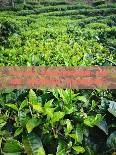 生熟普洱茶有什么好