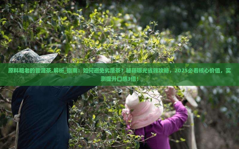 原料粗老的普洱茶