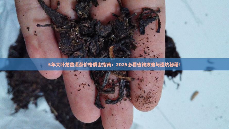 5年大叶龙普洱茶价格