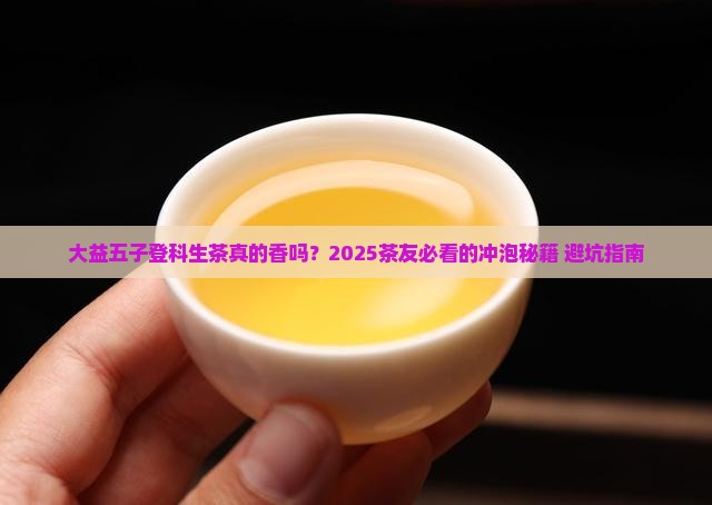 大益五子登科生茶