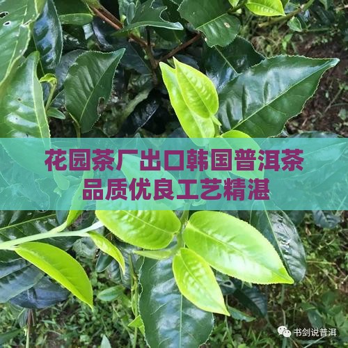 花园茶厂出口韩国普洱茶