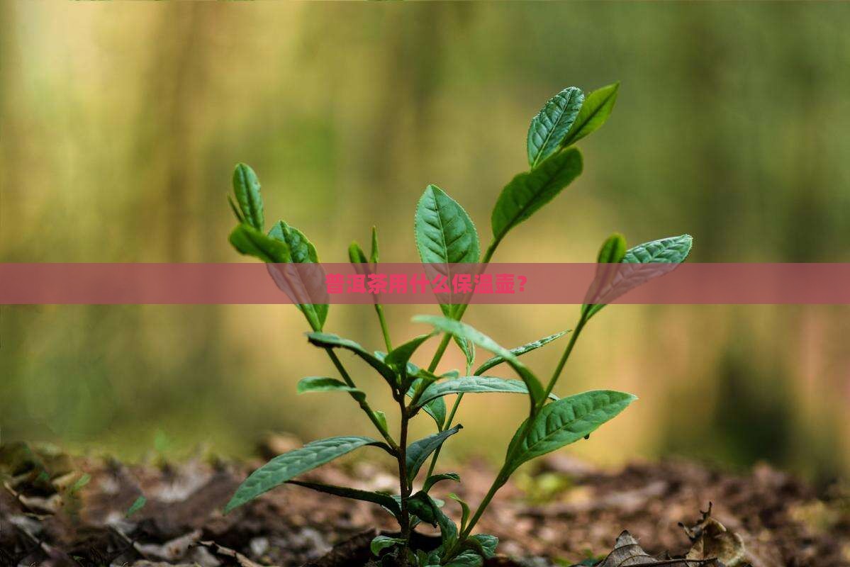 普洱茶适合用哪种保温壶