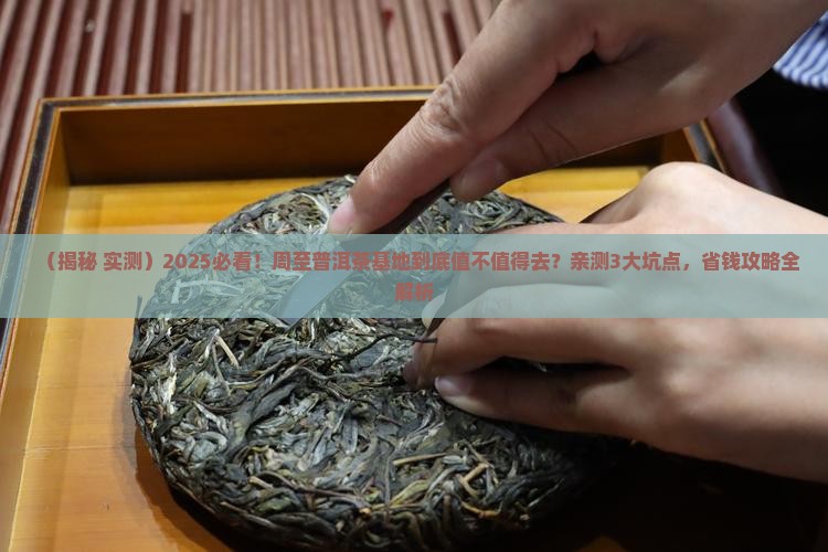 周至普洱茶基地