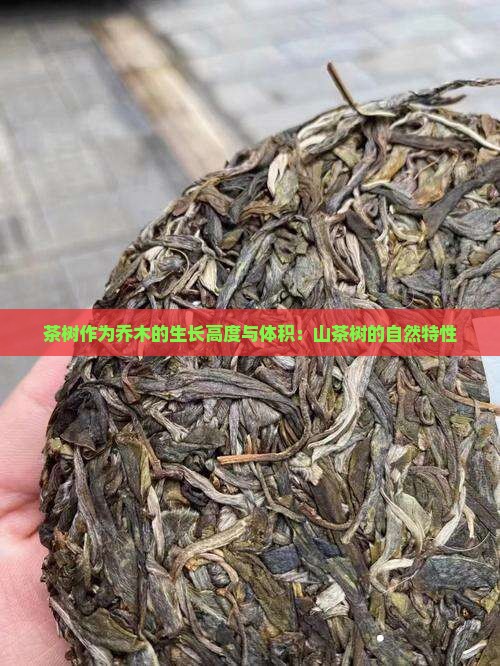 茶叶树能长多高多大