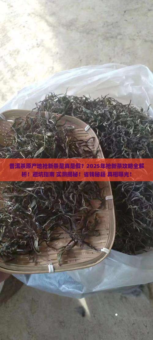 普洱茶原产地抢新茶是真的吗