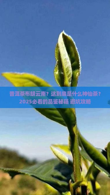 普洱茶布朗云南