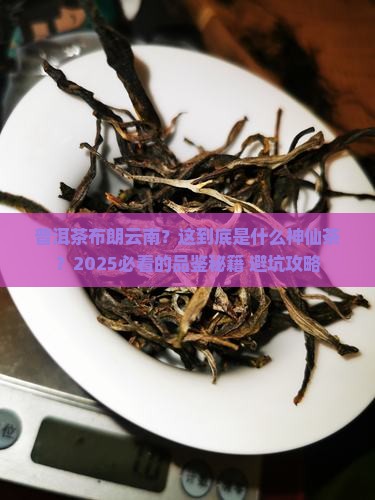 普洱茶布朗云南